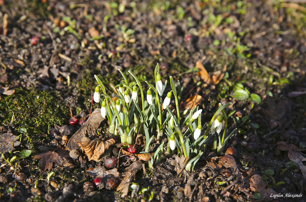 Весна в Эстонии