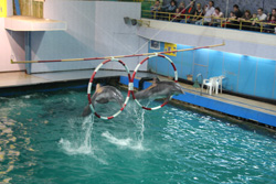 Московский дельфинарий (апрель 2008 г.)
