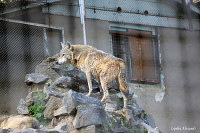 Тбилисский зоопарк