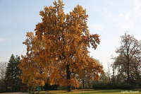 Баранув-Сандомирский замок (Baranów Sandomierski)