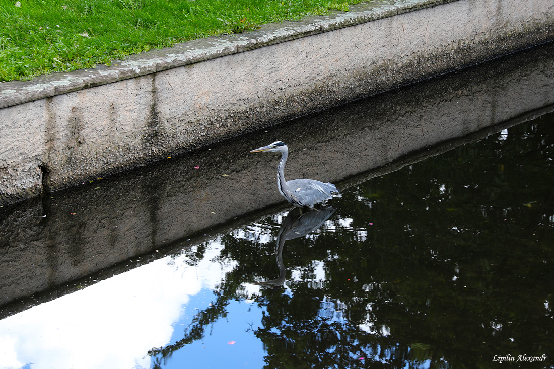 Кольмар (Colmar)