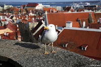 Таллин (Tallinn) - Эстония (Eest)