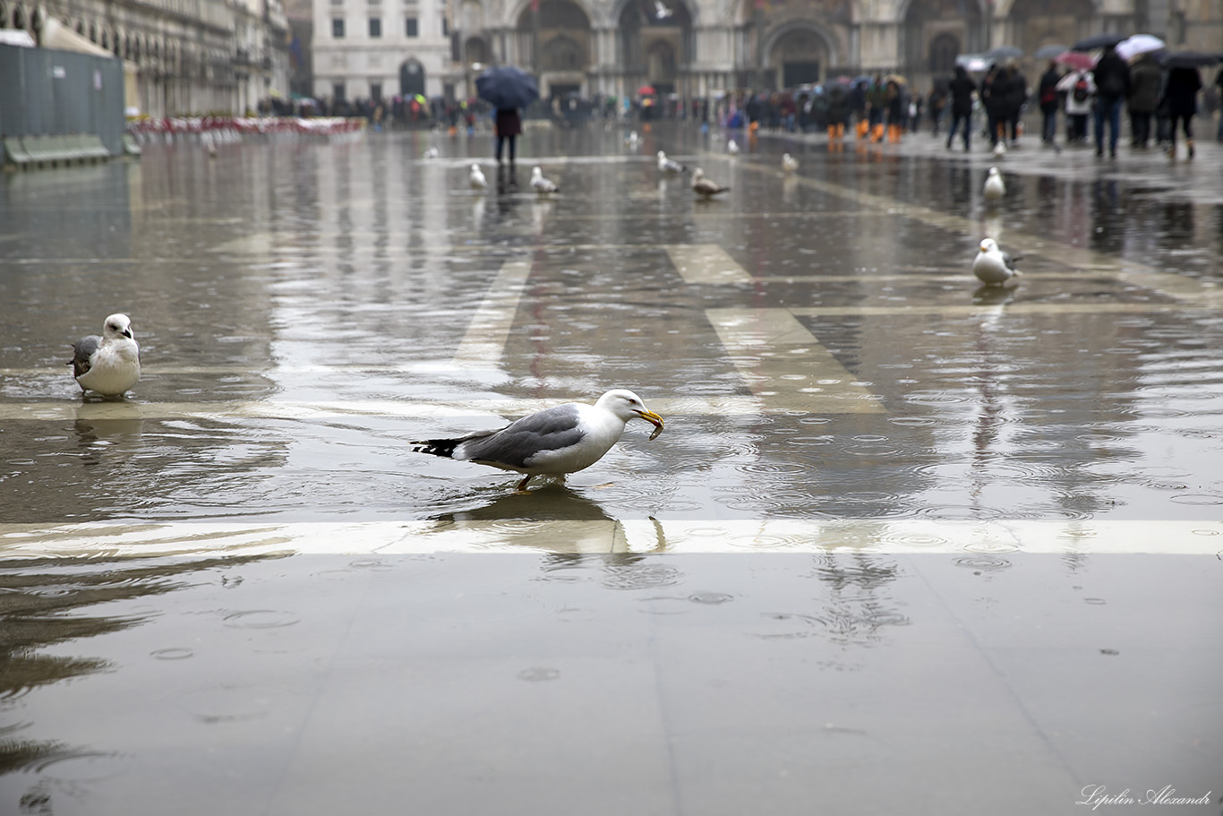 Венеция (Venezia) 