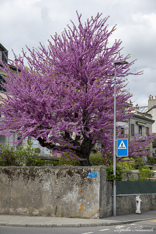 Замок Морж Морж (Morges) - Швейцария (Switzerland)