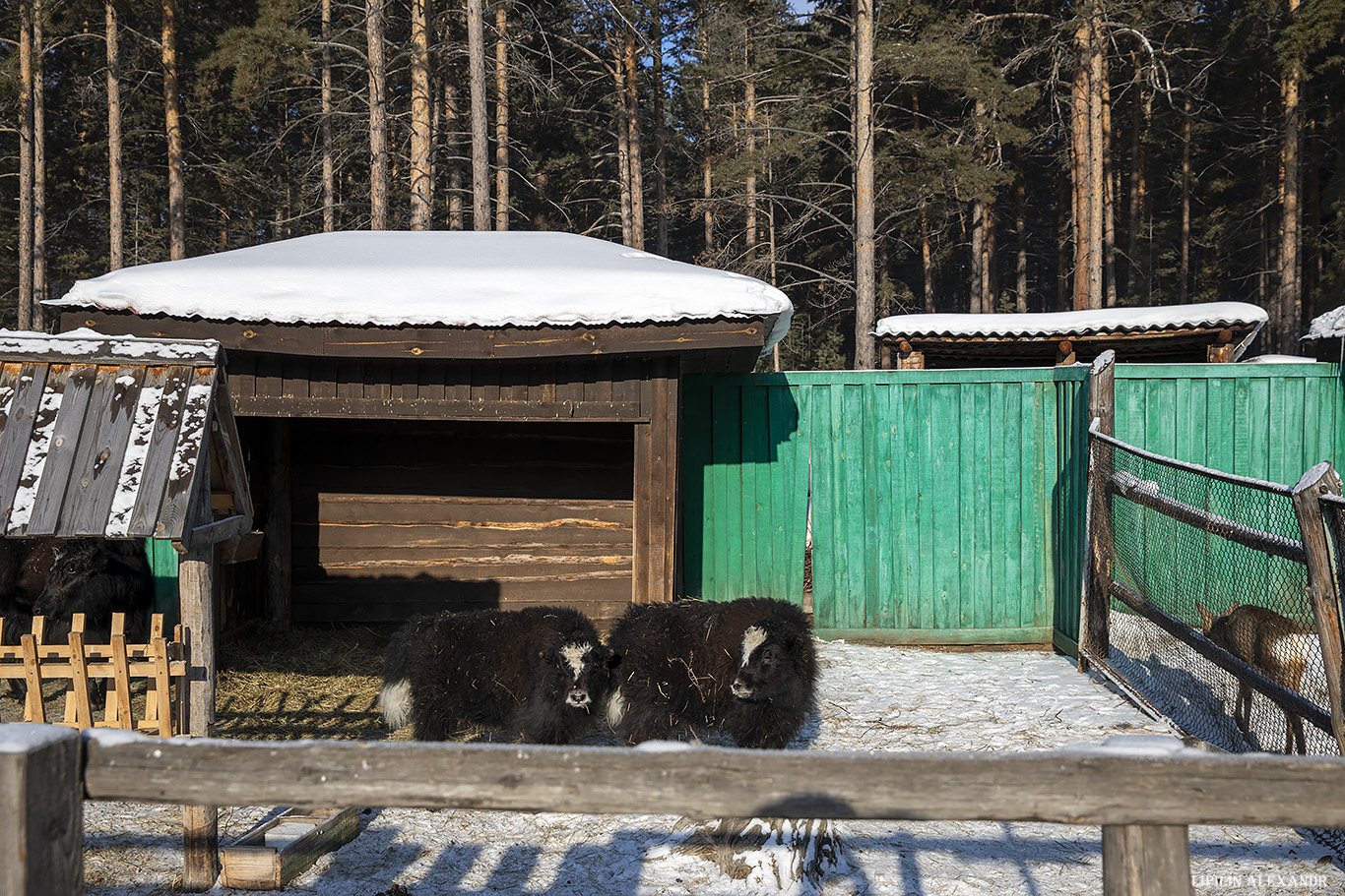 Уголок живой природы