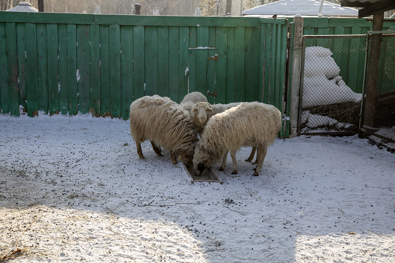 Уголок живой природы