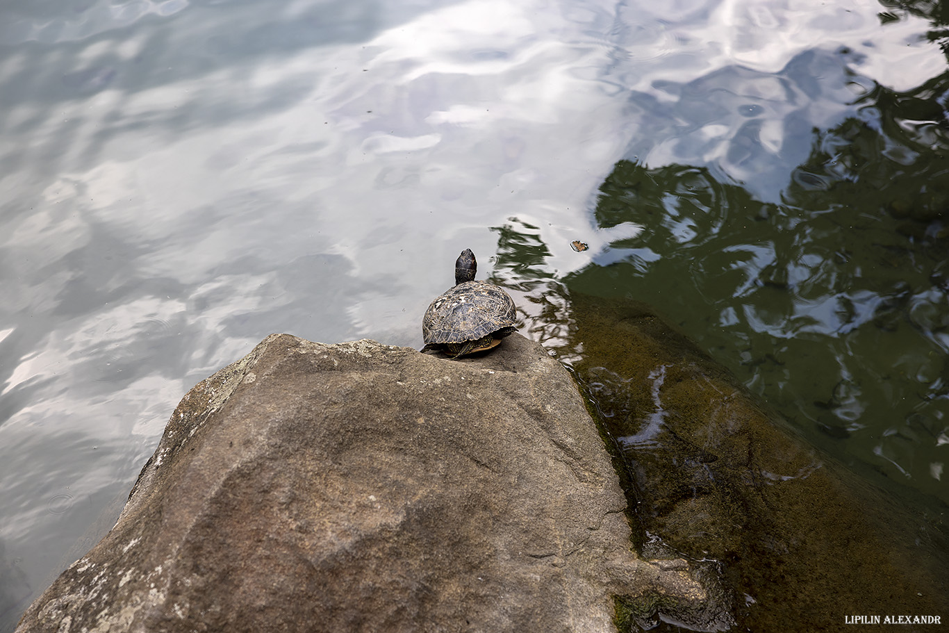 Воронцовский дворец