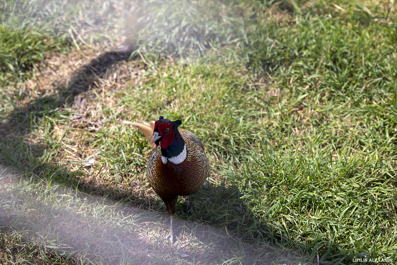 Истринская сыроварня Олега Сироты