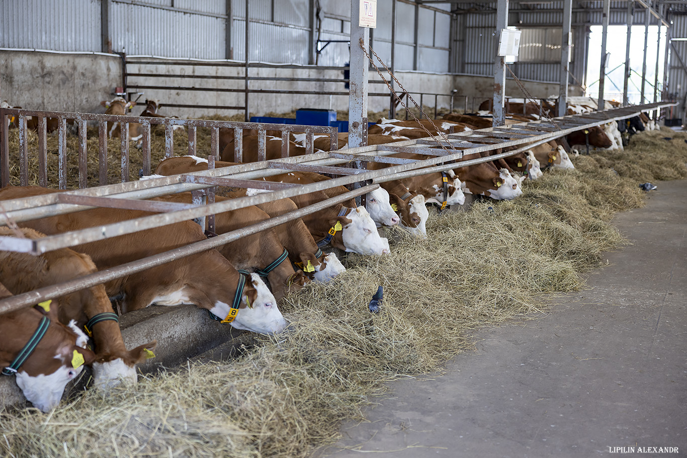 Истринская сыроварня Олега Сироты