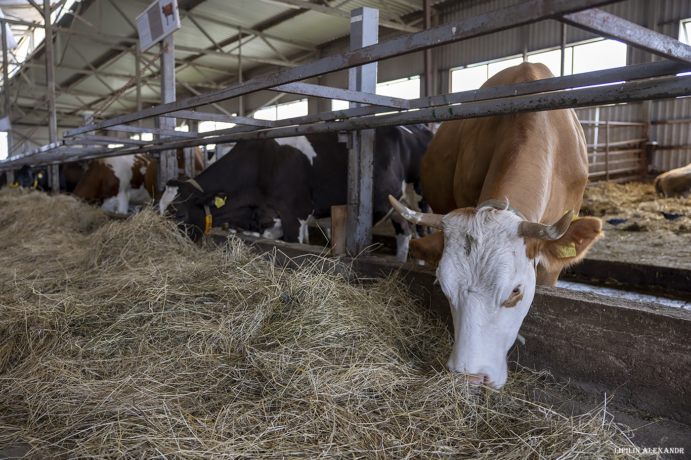 Истринская сыроварня Олега Сироты