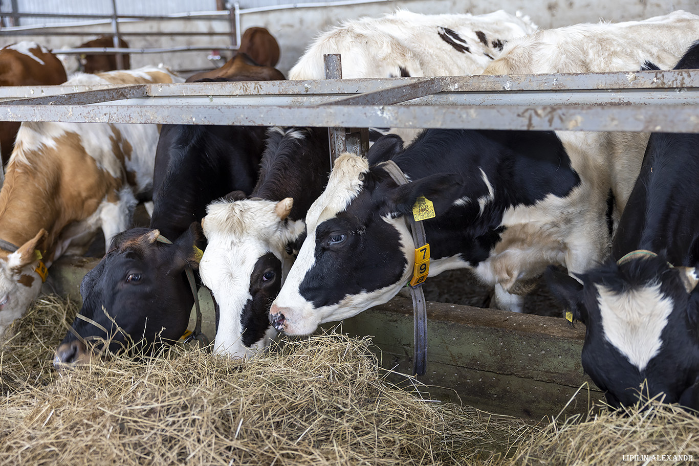 Истринская сыроварня Олега Сироты