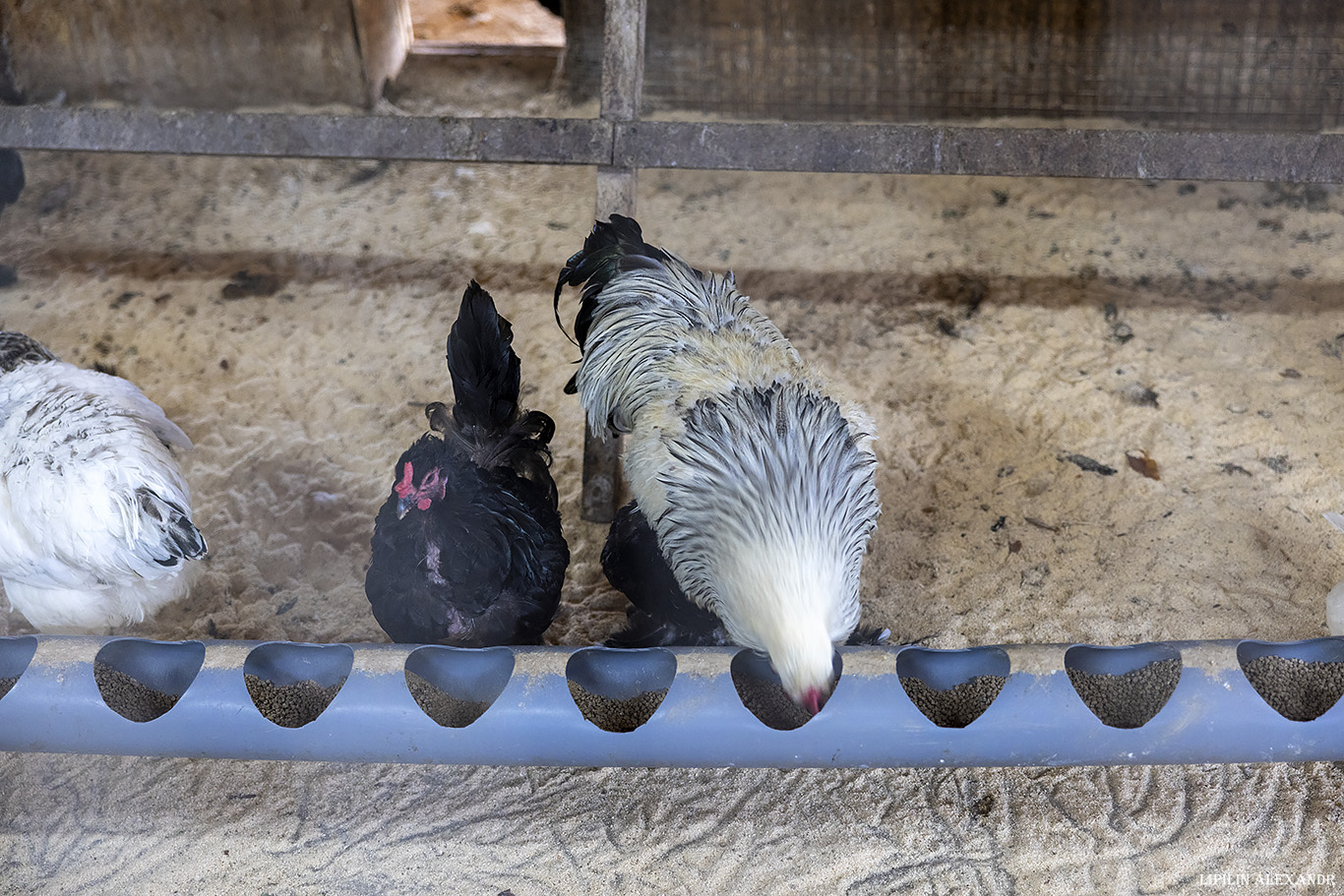 Истринская сыроварня Олега Сироты