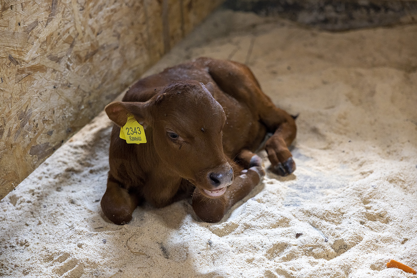 Истринская сыроварня Олега Сироты