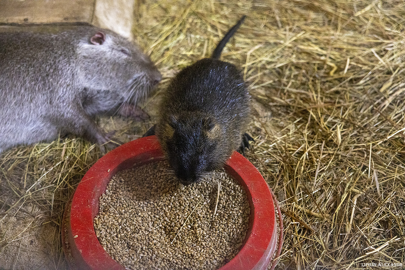 Истринская сыроварня Олега Сироты