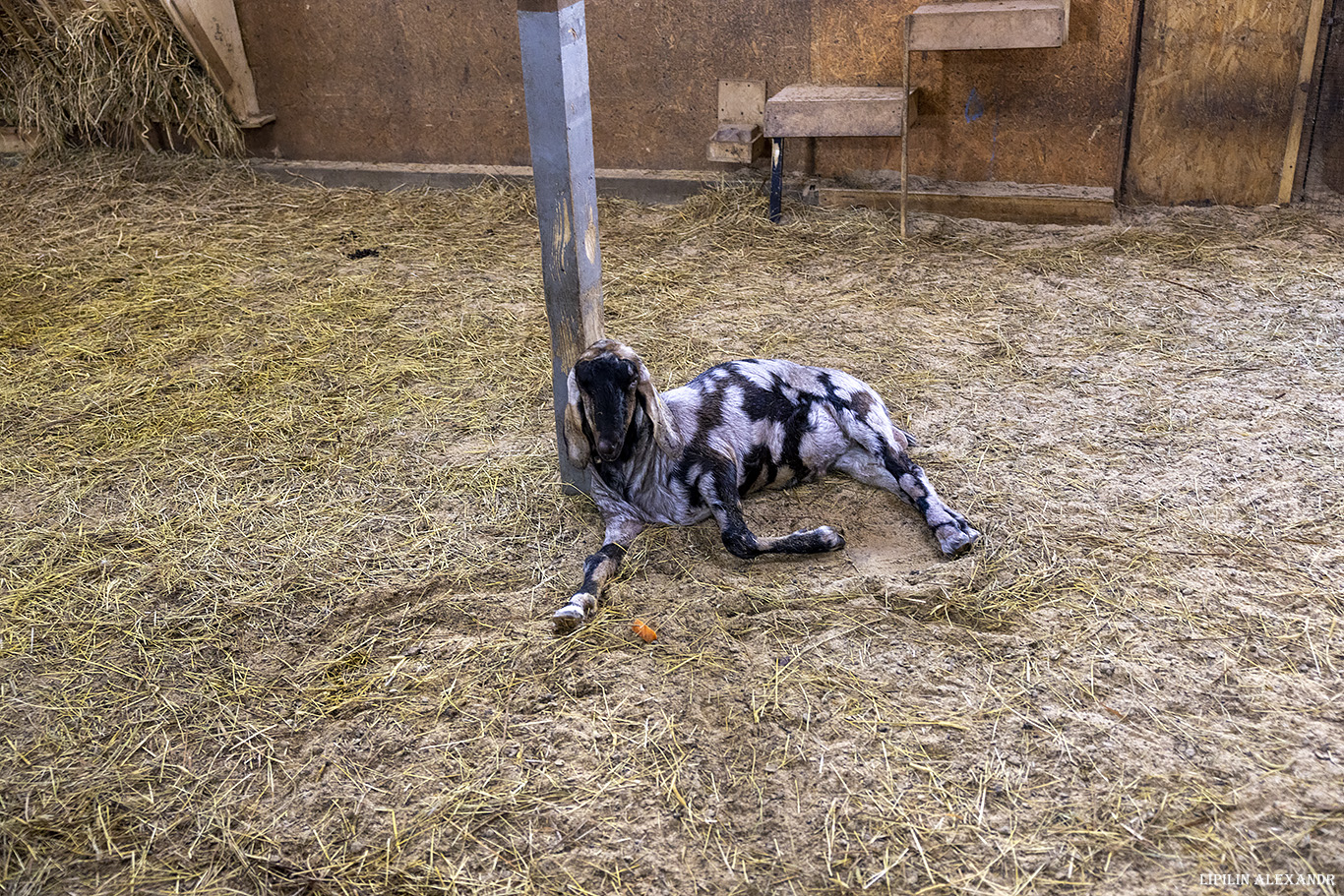 Истринская сыроварня Олега Сироты