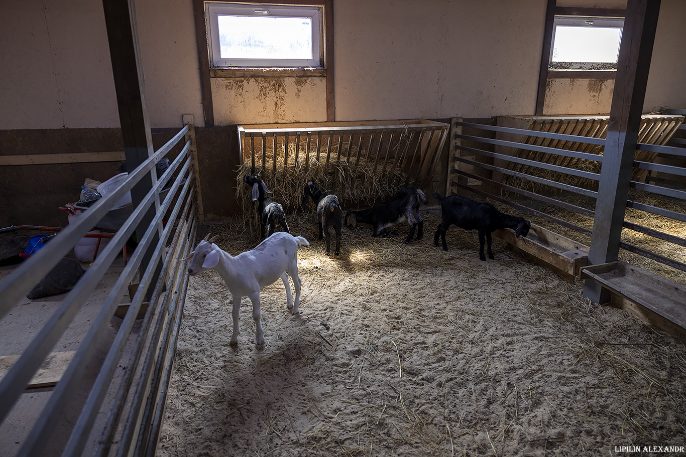 Истринская сыроварня Олега Сироты