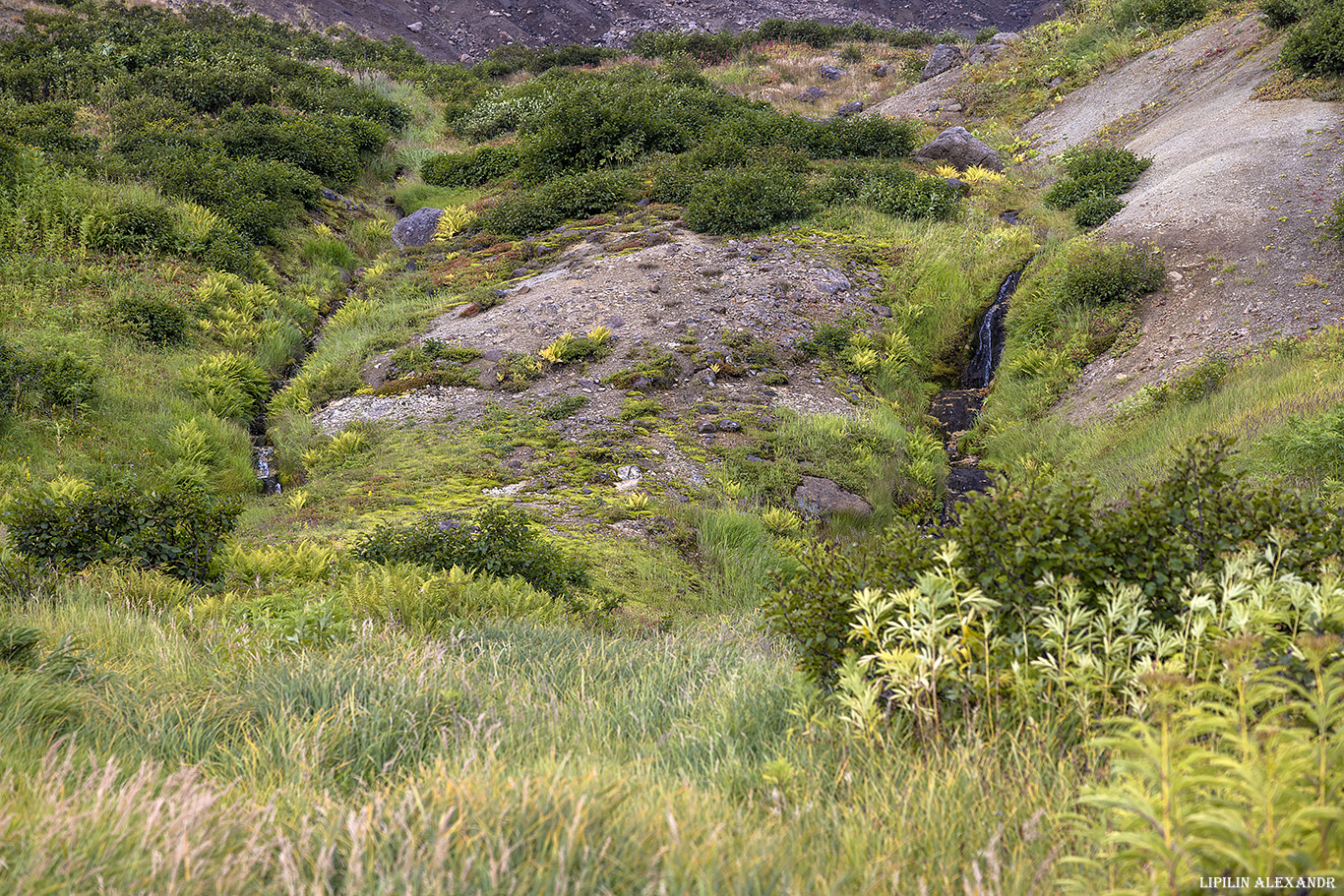 Дачные источники