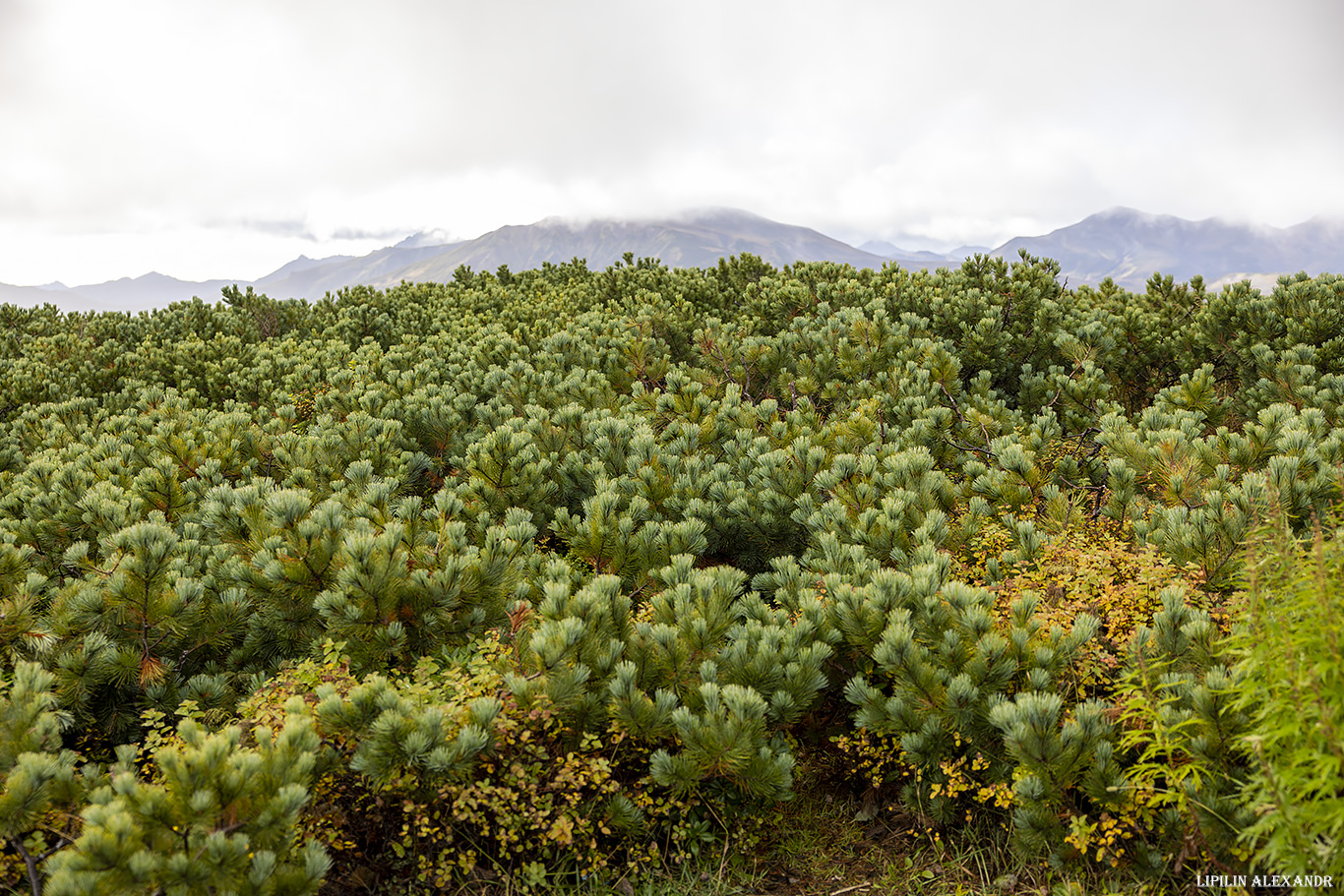 Дорога на вулкан Мутновского
