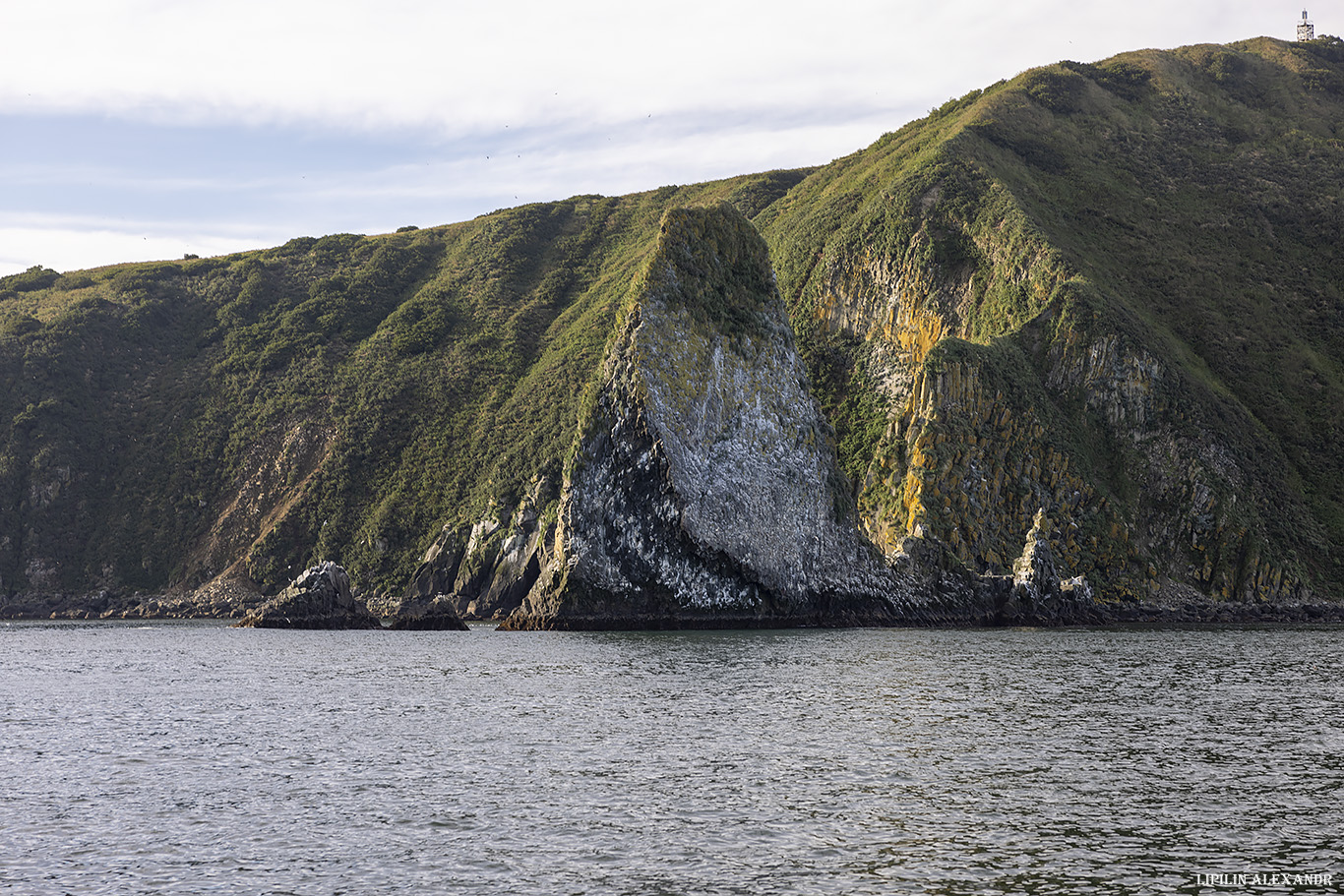 Птичий базар