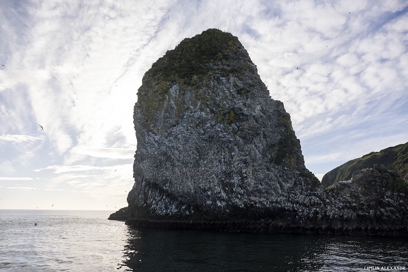 Птичий базар