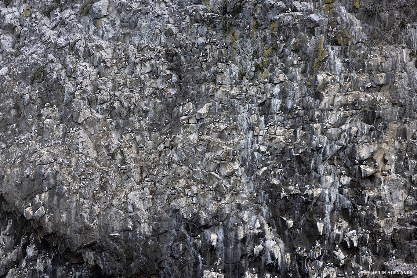 Птичий базар