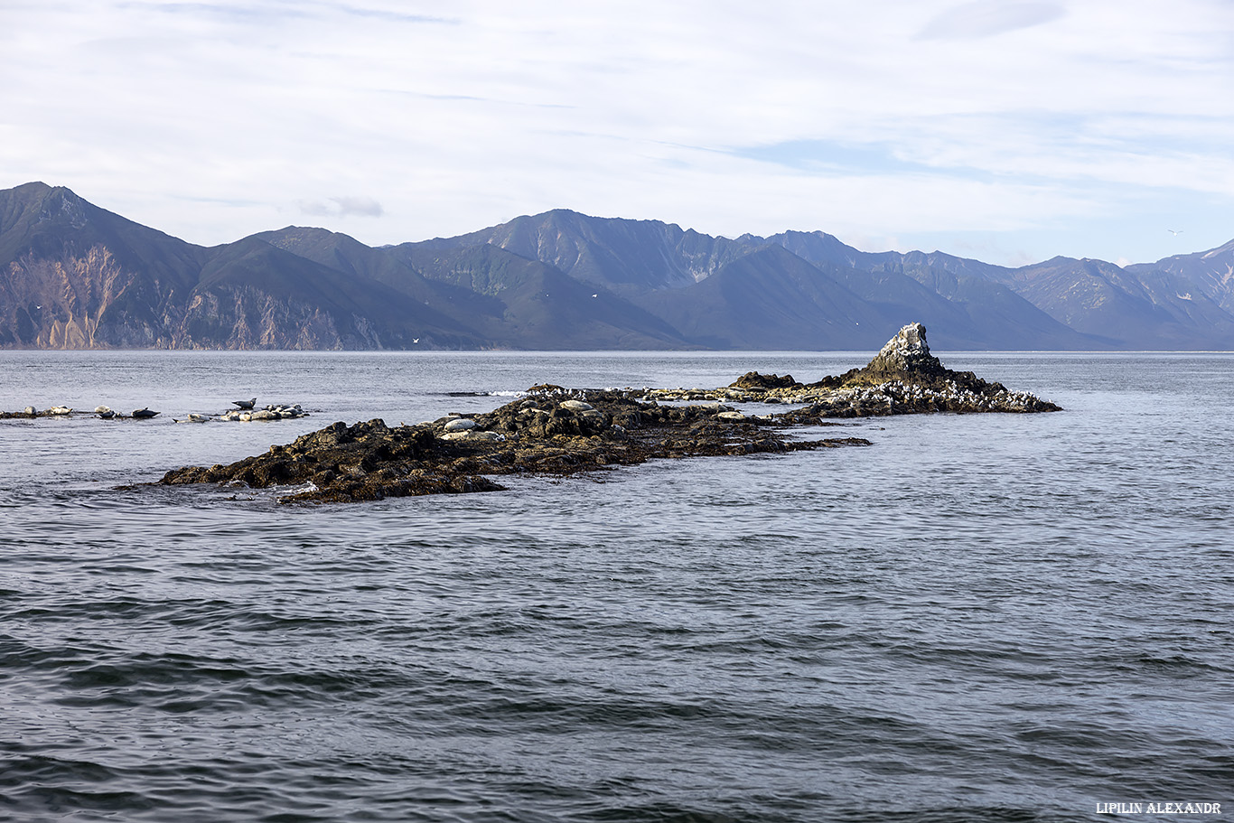 Птичий базар