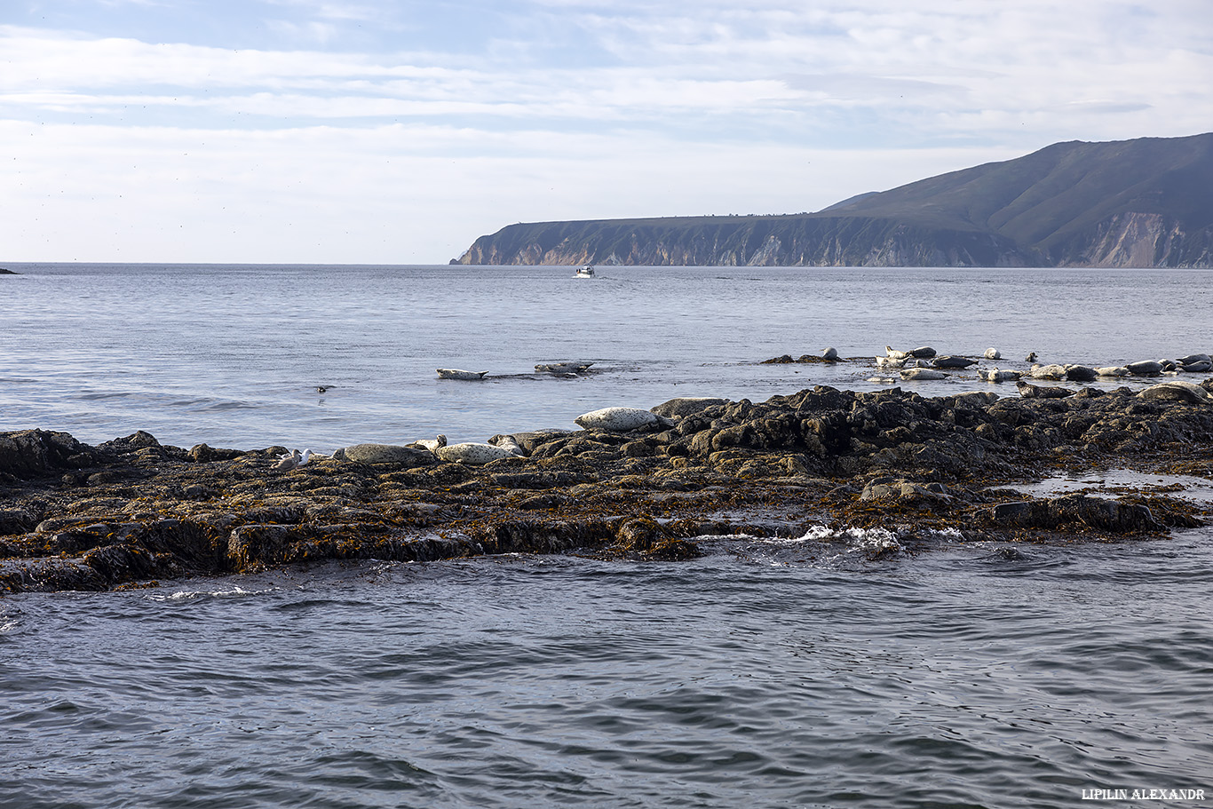 Птичий базар