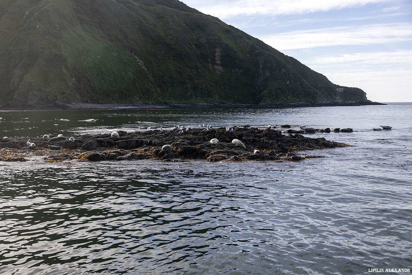 Птичий базар