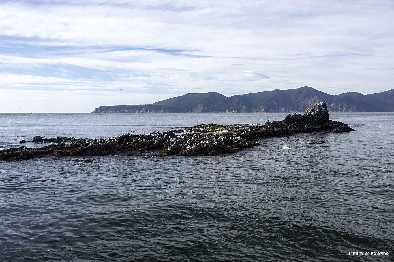 Птичий базар