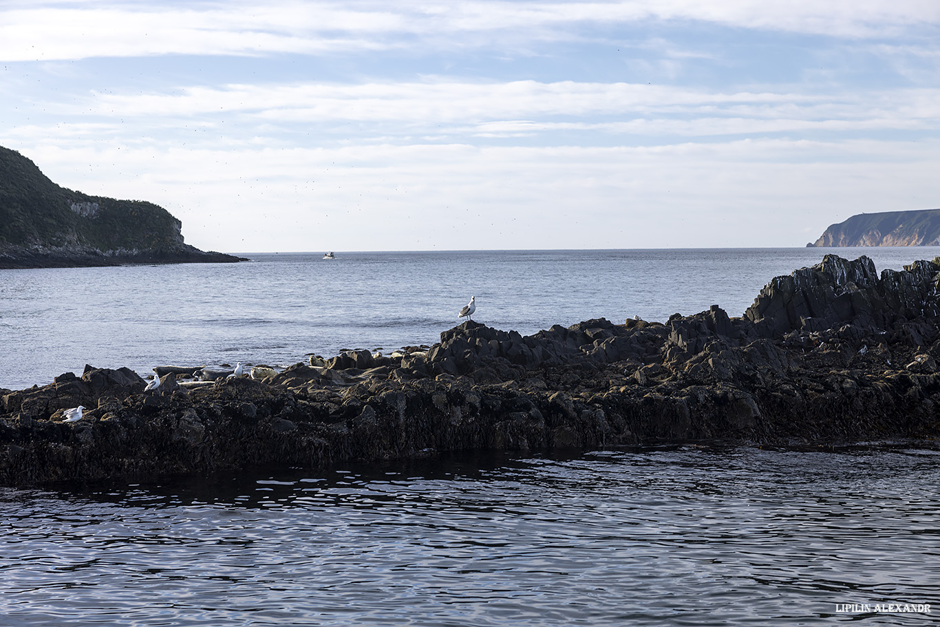 Птичий базар