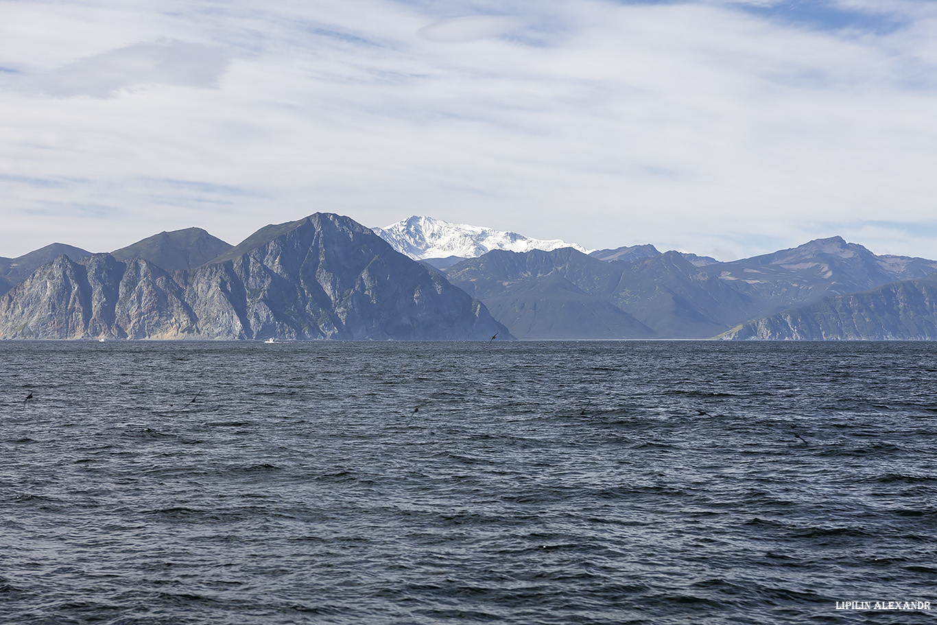 Птичий базар