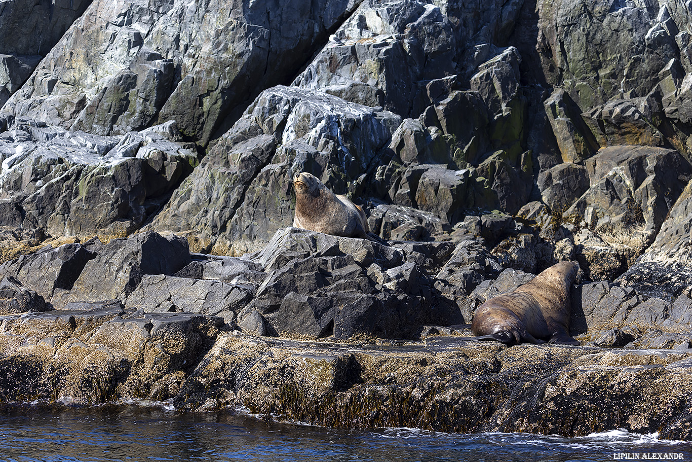 Лежбище сивучей