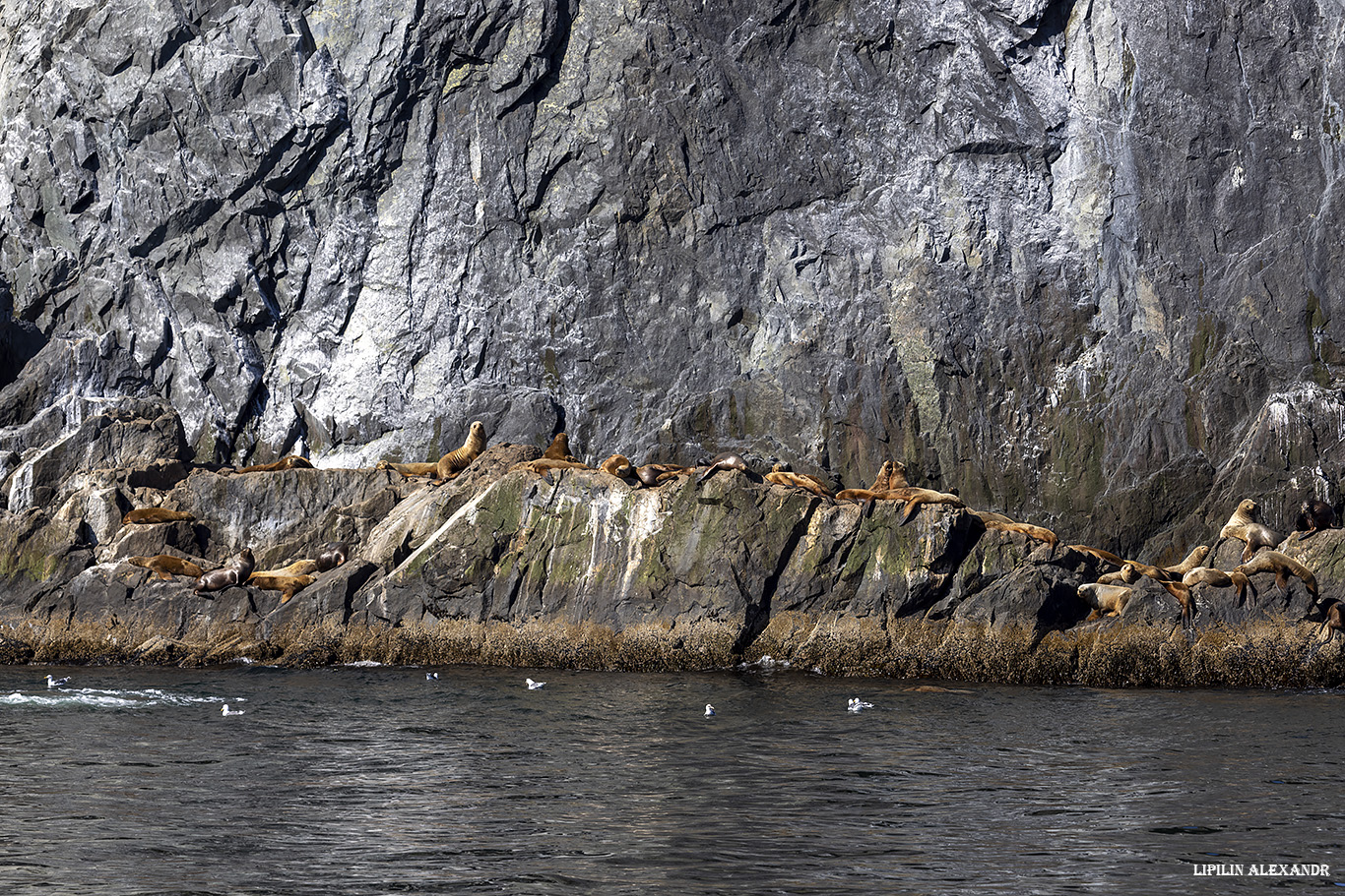 Лежбище сивучей