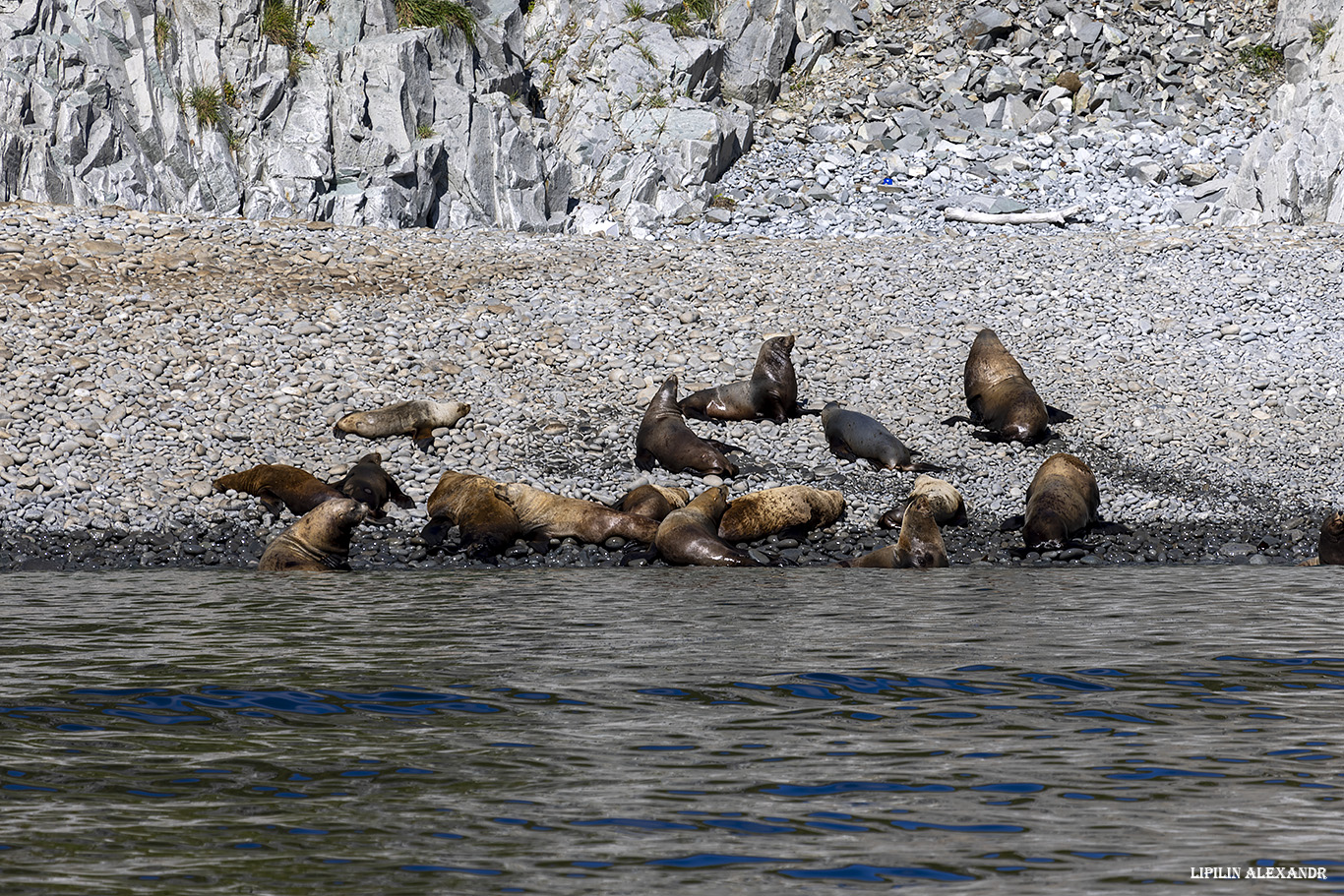 Лежбище сивучей