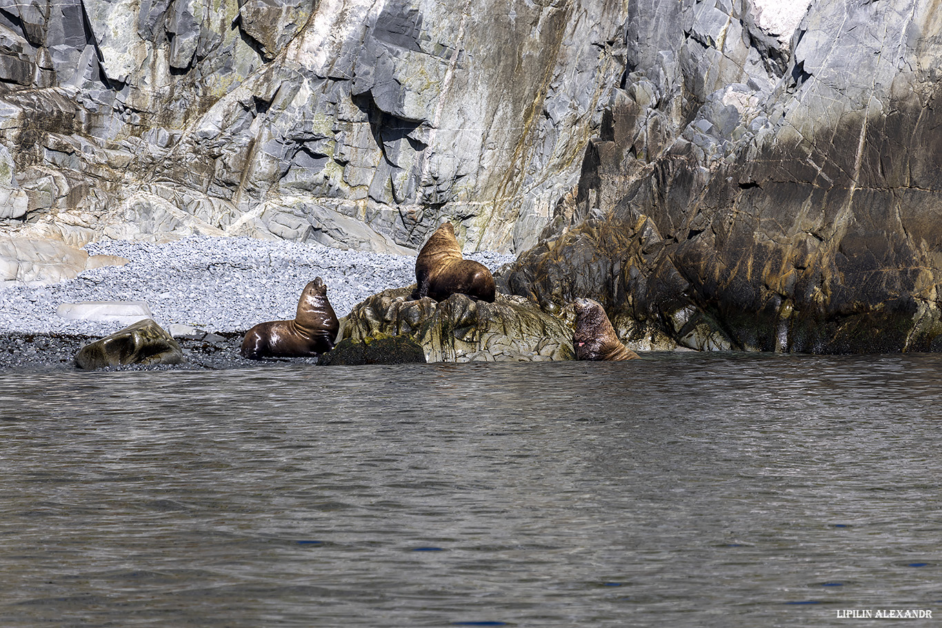 Лежбище сивучей