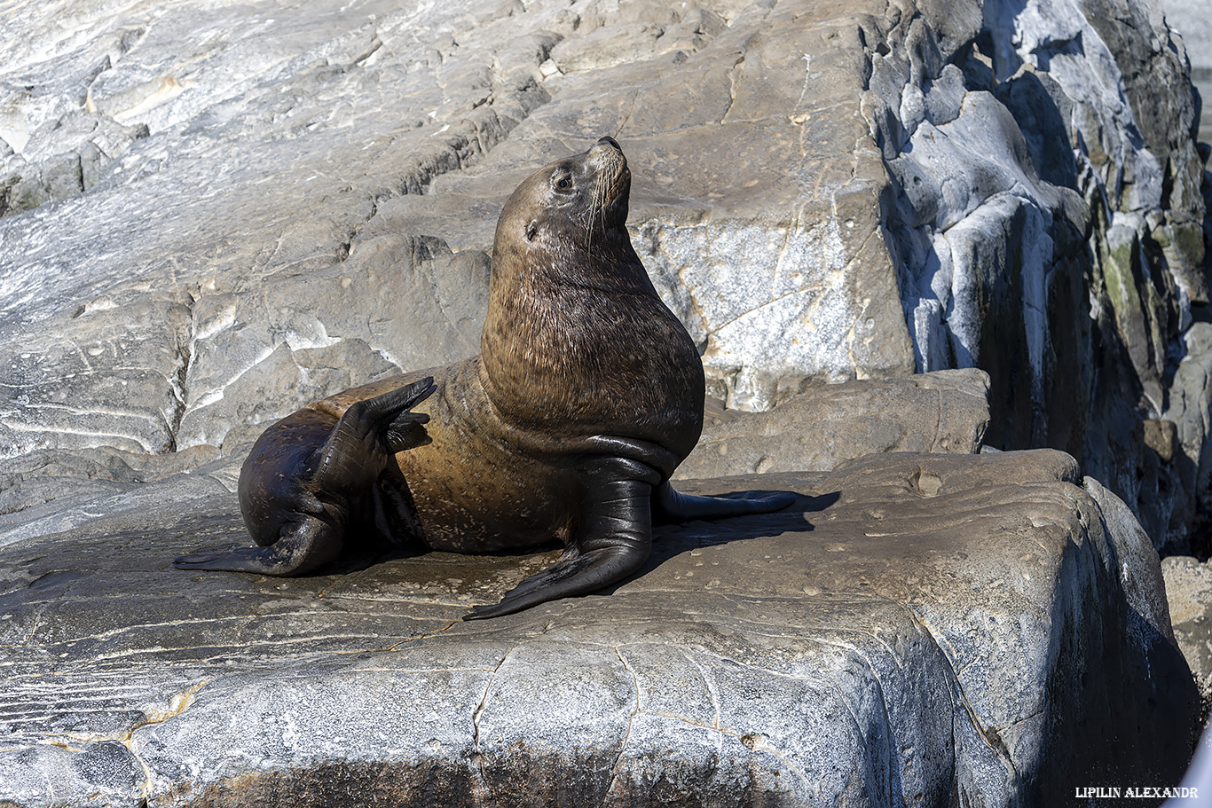 Лежбище сивучей