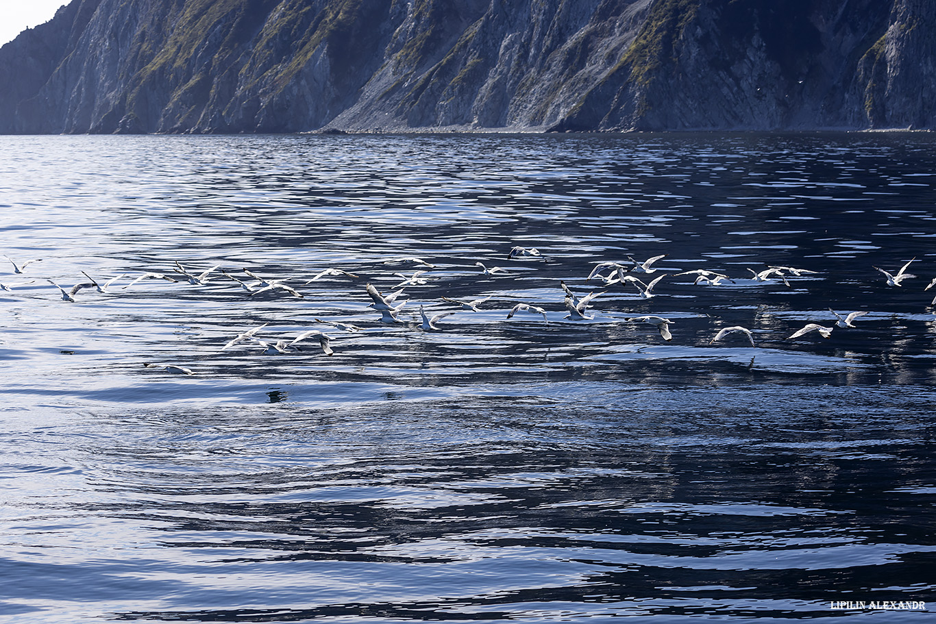 Лежбище сивучей