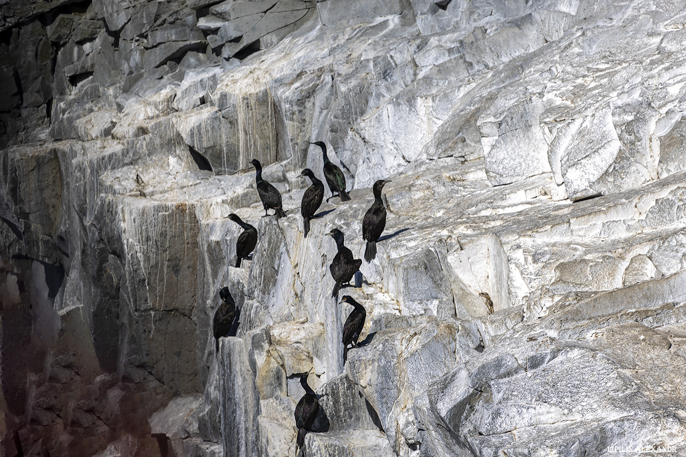 Лежбище сивучей