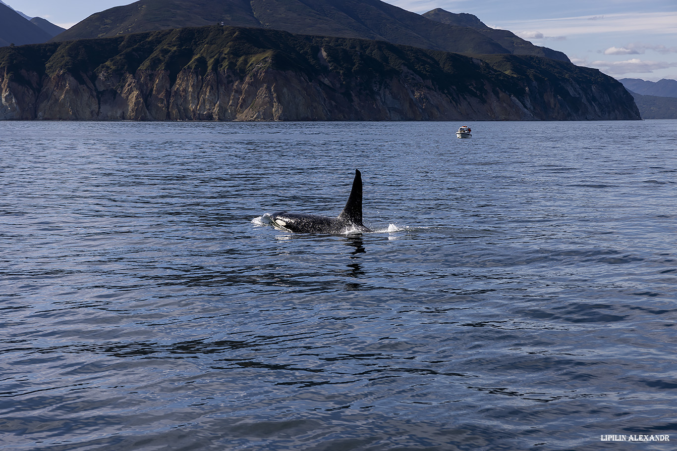 Лежбище сивучей