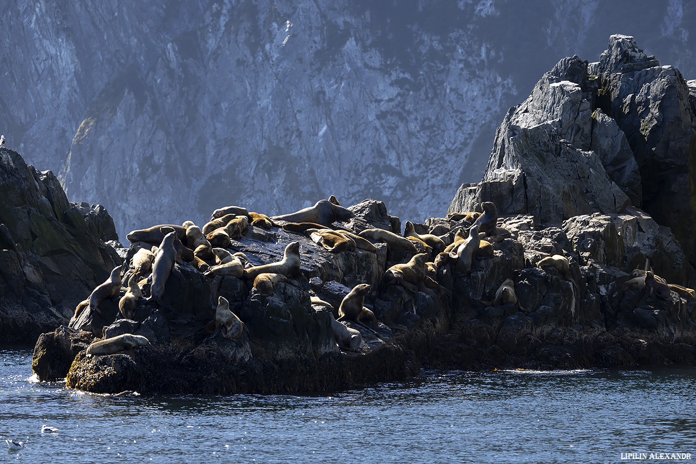 Лежбище сивучей