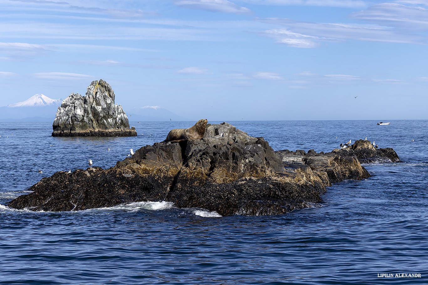 Лежбище сивучей