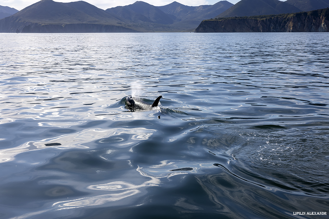 Лежбище сивучей