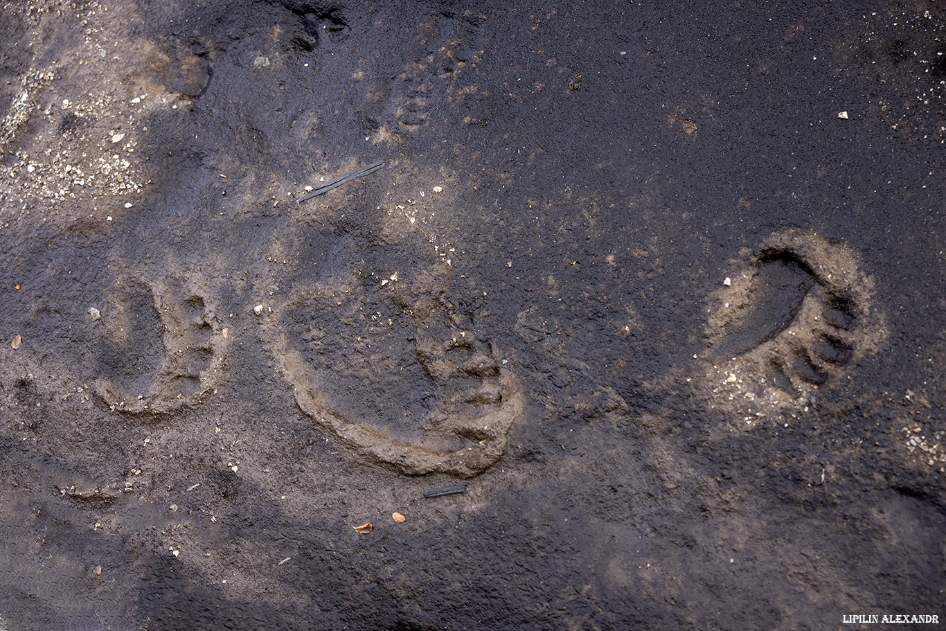 Кальдера вулкана Узон