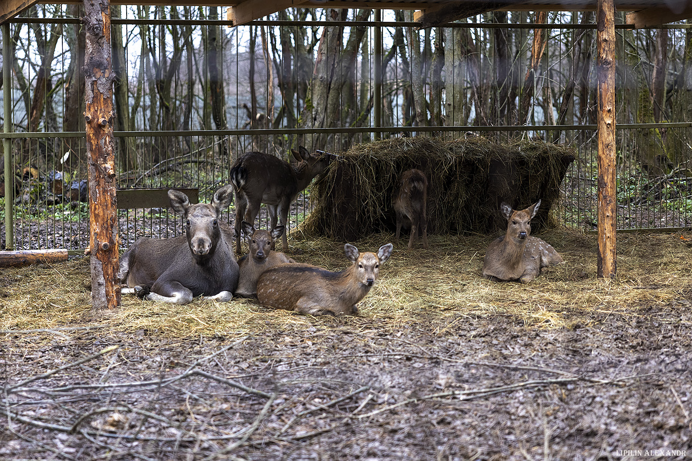 Парк львов Земля Прайда
