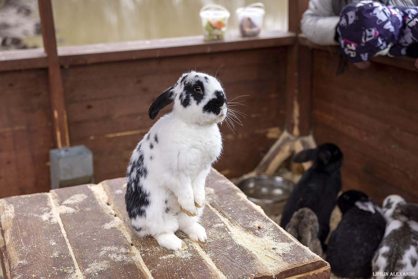 Парк львов Земля Прайда
