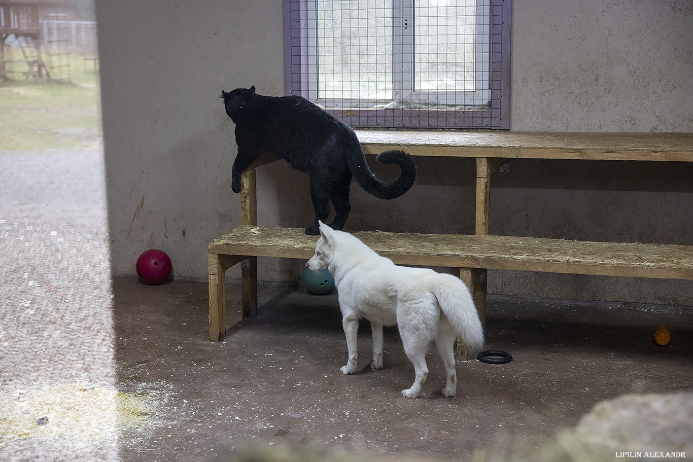 Парк львов Земля Прайда