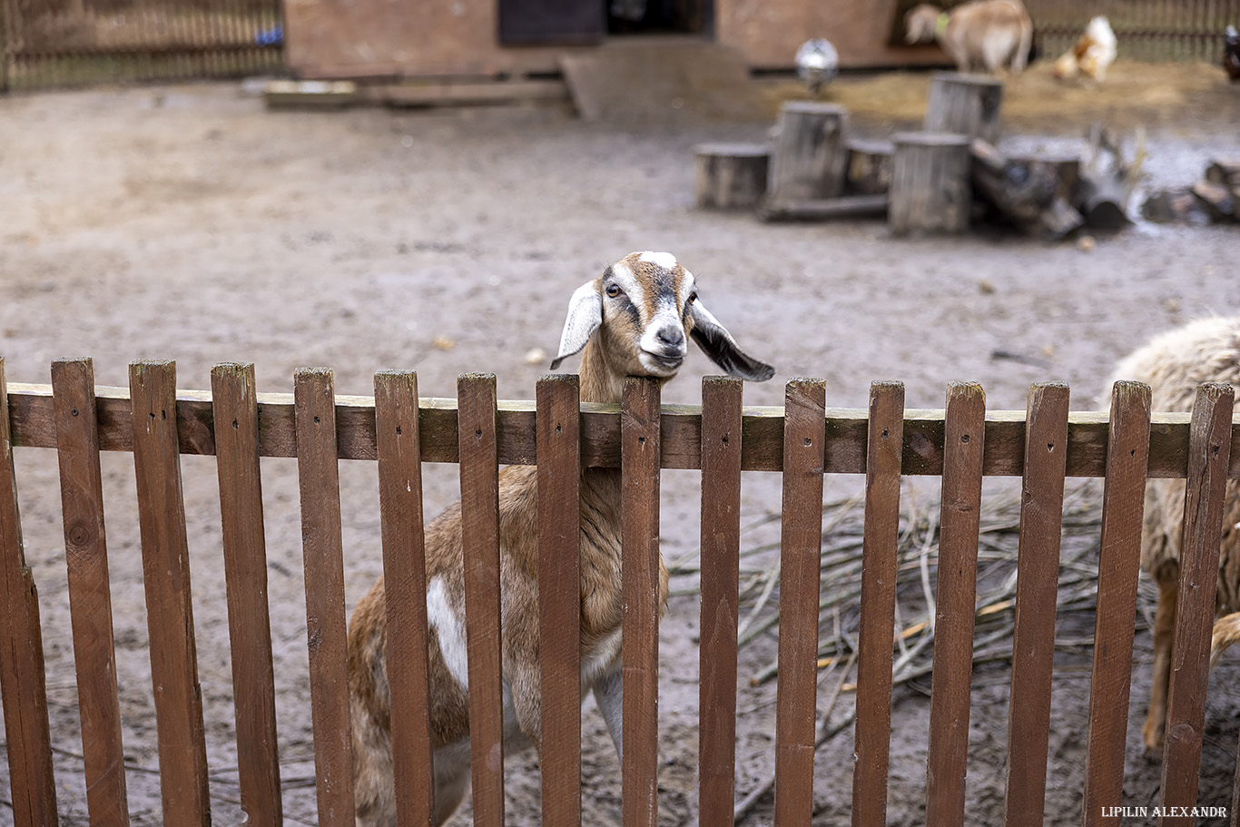 Парк львов Земля Прайда