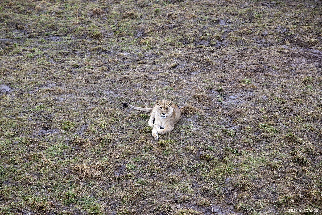 Парк львов Земля Прайда