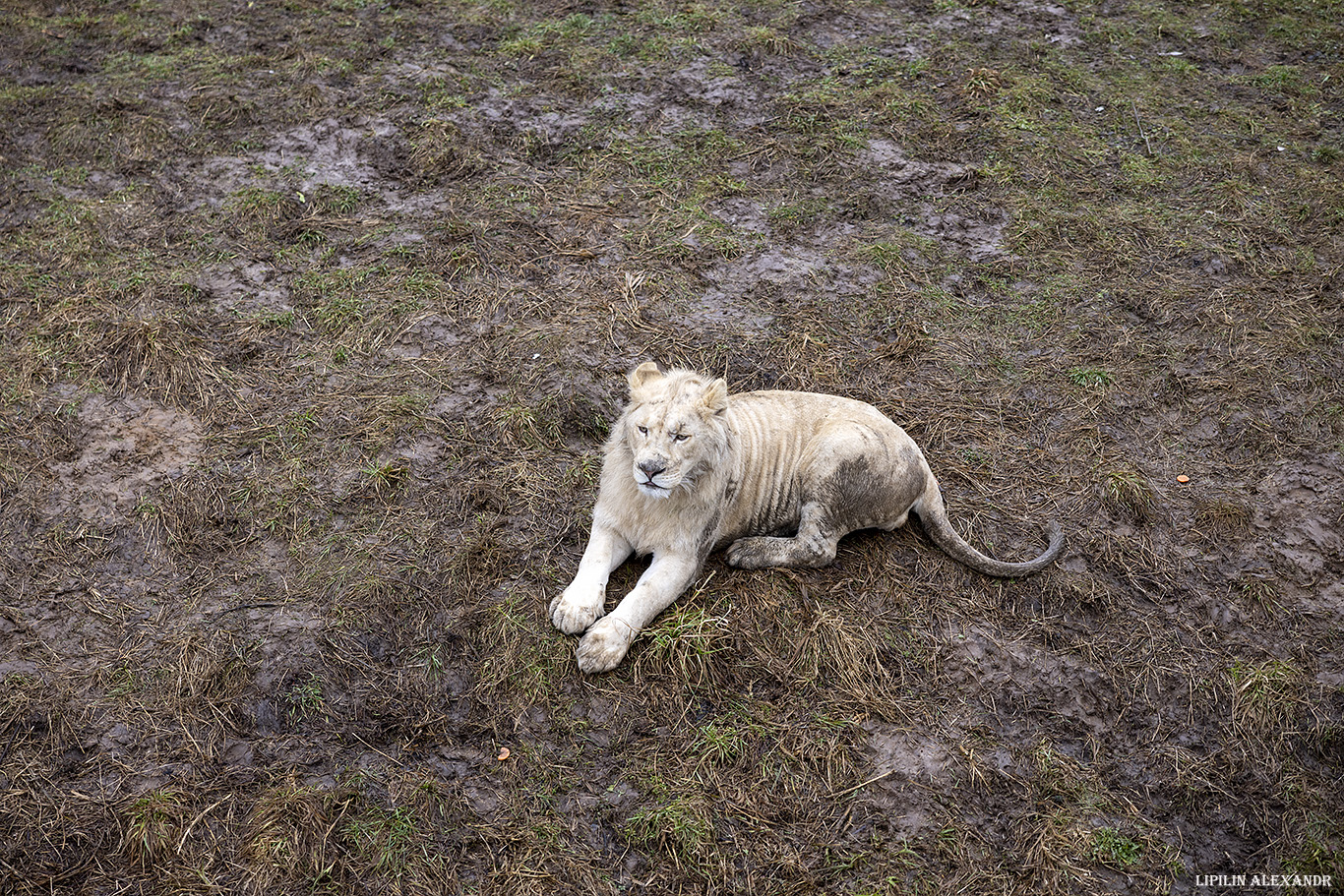 Парк львов Земля Прайда