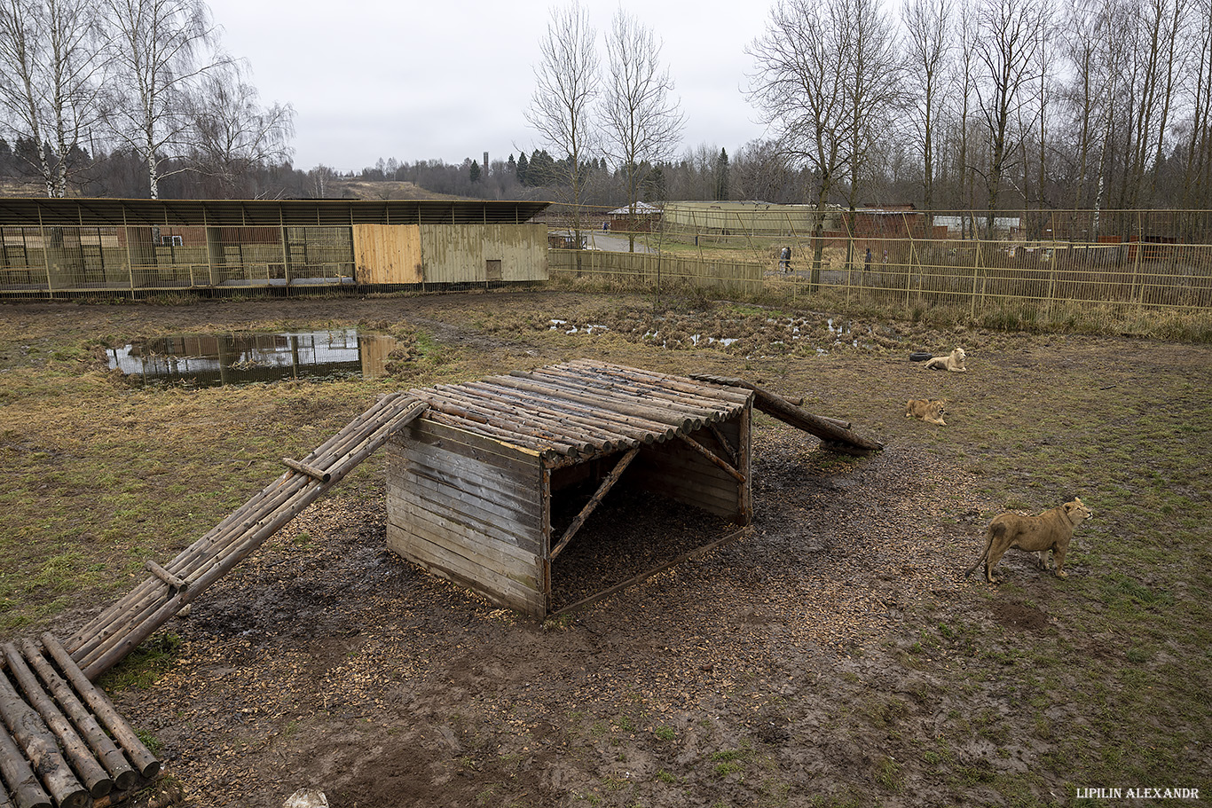 Парк львов Земля Прайда